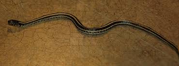 Keep reading to see how you can get rid of garter snakes safely. Texas Garter Snake Facts And Pictures