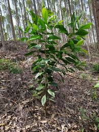 Image result for Acacia mangium