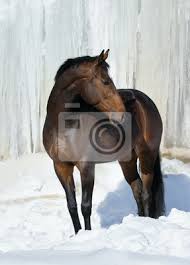 Cheval De La Baie De Regarder En Arriere Plan Sur Fond Blanc Peintures Murales Tableaux Myloview Fr Vous ne pouvez pas la télécharger ou l'acheter pour toute nouvelle licence. myloview