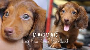 Mini dachshund puppies for sale: Macmac The Mini Long Haired Dachshund Chocolate Dog With Greenish Eyes Youtube