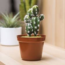 If someone told me to turn cacti into fish i'd be completly out of ideas within a second :'d and thank you! Thumbs Up Usa Cactus Safe