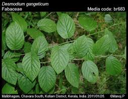 Image result for Pleurolobus