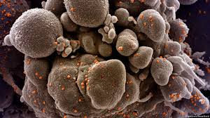 The other mutation, l452r, is also found in a variant first detected in california. Coronavirus Mutation No Reason To Panic Virologist Science In Depth Reporting On Science And Technology Dw 21 12 2020