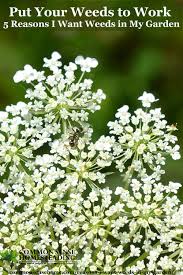 Check spelling or type a new query. Put Your Weeds To Work 5 Reasons I Want Weeds In My Garden