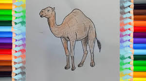 How to draw a camel. How To Draw A Camel Step By Step Easy Animals To Draw For Beginners