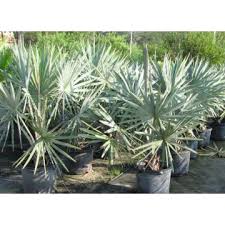 Maybe you would like to learn more about one of these? Bismarckia Nobilis Seeds For Planting Bismarckia Nobilis Flower Seeds Silver Bismarck Palm Seeds Id 3868851