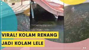 Viral Video Kolam Renang Jadi Kolam Ternak Lele Youtube