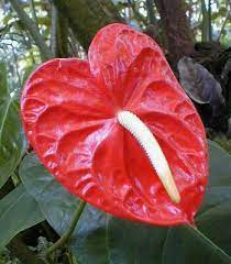 Love Search Results Romantic Ideas In Life Anthurium Flower Template Wedding Party Flowers
