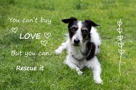 Maybe you would like to learn more about one of these? Adoptable Pets Az Dog Sports
