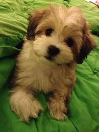 Our 10 Week Old La Chon Lhasa Apso Bichon Frise Mix Koko Cutest Designer Dog Ever Maltipoo Dog Bichon Bichon Frise Dogs