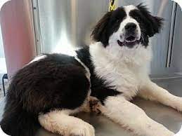 Bloomington Il Great Pyrenees Border Collie Mix Meet Pandy A Dog For Adoption Dog Adoption Smartest Dogs Great Pyrenees
