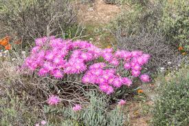 Check spelling or type a new query. Pink Purple Flowers Of A Succulent Plant From The Asridia Species Growing Next To The Road Between Soebatsfontein And Wallekraal In The Namaqualand Region Of South Africa Stock Photo Picture And Royalty Free
