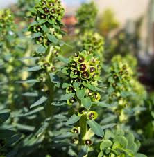 Euphorbia 'black pearl' is hardy below zero degrees f. Euphorbia Black Pearl Cactus Jungle