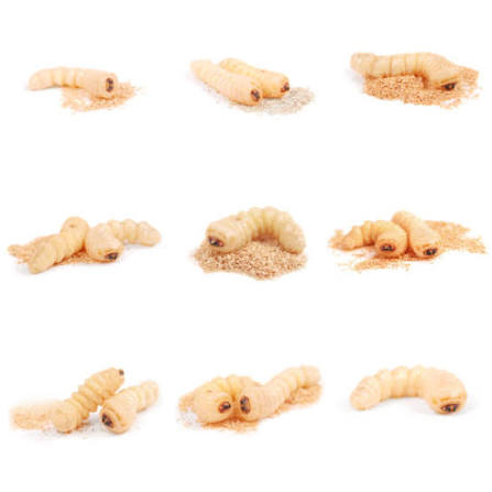2,100+ Woodworm Stock Photos, Pictures & Royalty-Free Images - iStock