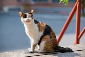 These allergies can be triggered by direct exposure to cats or by indirect exposure through fabric or air. Allergies In Cats What You Need To Know