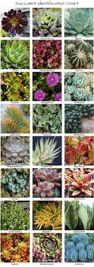Identifying Types Of Succulents With Pictures