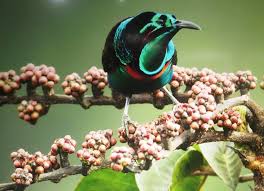 Black Bird With White Tipped Wings And Tail The Splendid Astrapia Astrapia Splendidissima Is A Medium Sized Approximately 39 Cm Long Black Bird Of Parad Beautiful Birds Birds Of Paradise Nature Birds