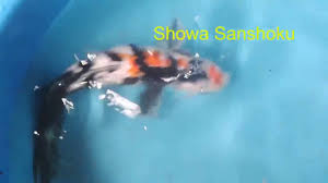 Showa Koi Fish Meaning Koi Fish Showa Koi Koi