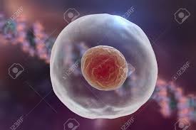 Maybe you would like to learn more about one of these? Human Or Animal Cell On A Background With Dna Stock Photo Picture And Royalty Free Image Image 49246012