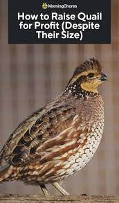 How To Raise Quail For Profit Despite Their Size They May Be Small But They Pack A Punch From Meat To Nutritious Egg Raising Quail Quail Raising Farm Animals