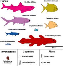 Welleri, known from iowa, is of late devonian (famennian) age. A Coelacanthid Rich Site At Hasbergen Nw Germany Taphonomy And Palaeoenvironment Of A First Systematic Excavation In The Kupferschiefer Upper Permian Lopingian Springerlink