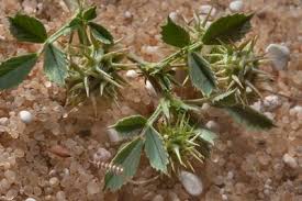 Image result for Trigonella laciniata