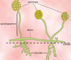 Image result for Zygotritonia