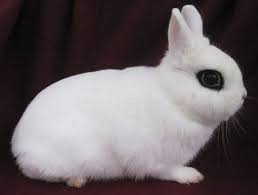 3 Dwarf Hotot Bunnies In Missoula Montana Rabbit Breeds Dwarf Hotot Pet Rabbit Care