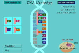 Prior knowledge questions (do these. A Science Odyssey Dna Workshop Text Version