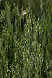 Image result for Bromus leptoclados