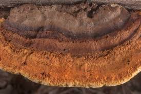 Image result for Cola discoglypremnophylla