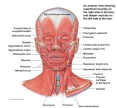 This triangle can be further divided into the submandibular triangle, submental triangle, muscular triangle and carotid triangle. Human Anatomy Muscles Head Neck Muscles Pictures Flashcards Quizlet