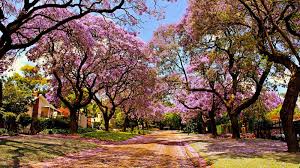 Check spelling or type a new query. 44 Sakura Tree Wallpaper On Wallpapersafari