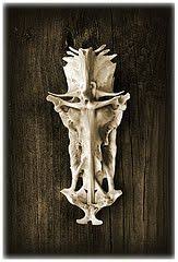 Free Images Of Catfish Bone Cross Google Search Crucifix Fish Bone Lion Sculpture