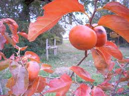 Due to the warmer climate, planting trees in texas can be more difficult than in greener states. Growing Fruit Trees And Berries By Organic Methods Laughing Frog Farm
