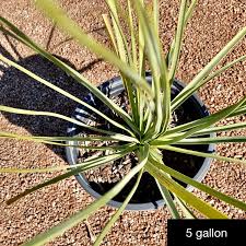 Image result for Fuirena microcarpa