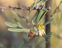 Image result for Surianaceae