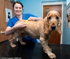 Billly The Scottish Cocker Spaniel Loses Weight On Crash