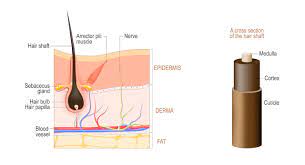 It contains tiny blood vessels (capillaries) that nourish the cells. What Is A Hair Structure How Can It Be Improved Elithair