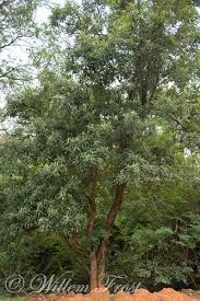 Image result for Brachylaena discolor