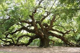 Later on, in 1991, the city of charleston acquired the property from original owners martha and justis angel, after whom the tree is named. Angel Oak Is One Of The Very Best Things To Do In Charleston