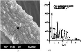 Image result for Felicia muricata