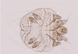 Image result for Sarcoptes scabiei life cycle