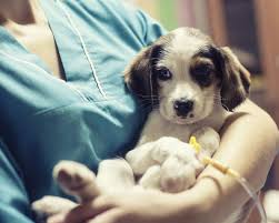 Pasji mladički dobijo zdravila proti notranjim zajedavcem prvič že pri 4 tednih starosti. Dva Mladicka Poginila Le Teden Po Nakupu Vec Hudo Bolnih Moj Pes