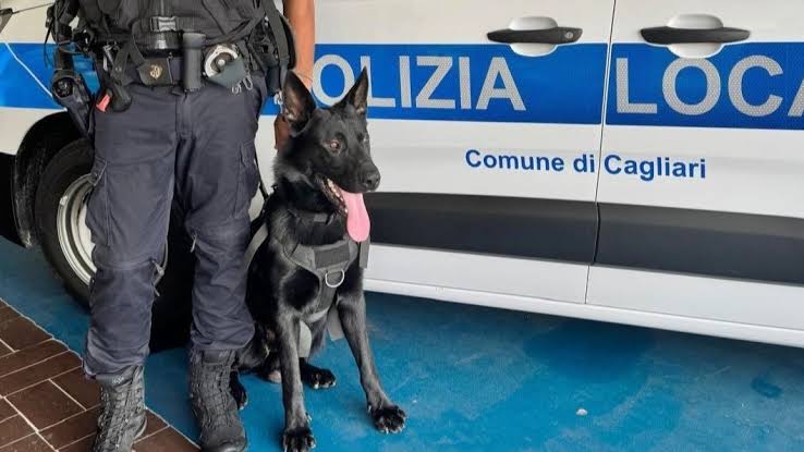Polizia Locale di Cagliari, ecco Victor: il nuovo cane antidroga sfida il  degrado - Cagliaripad.it | Notizie della Sardegna in tempo reale
