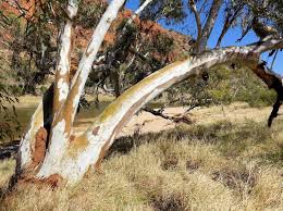 Image result for Eucalyptus camaldulensis