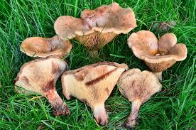 Image result for Paxillus panuoides