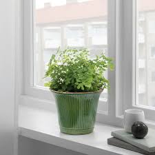 Kamomill Plant Pot Green Indoor Outdoor Green 6 Ikea Potted Plants Patio Potted Plants Indoor Plant Pots