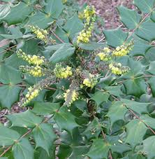 Image result for Psychotria mahonii