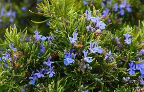 The other meanings are phulwari, baagh, gulshan, shadaab and khitta. Rosemary Vegetable Meaning In Hindi
